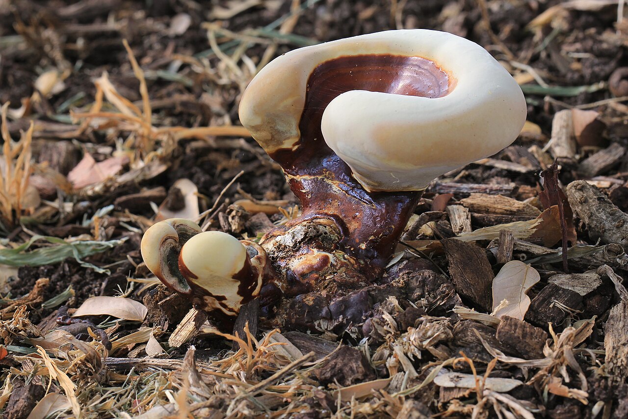 生長於樹根旁的靈芝(Ganoderma lucidum)子實體